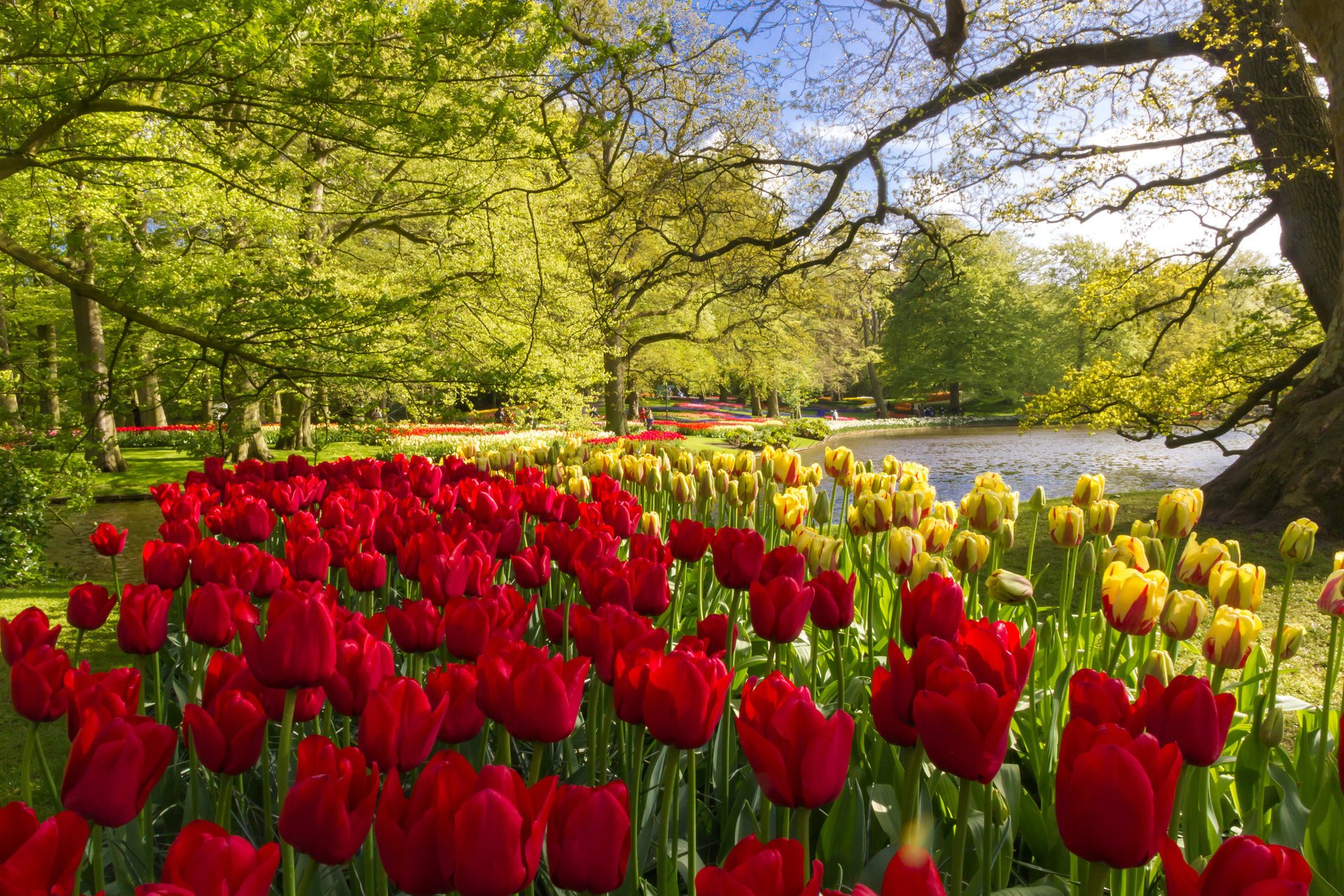 blumen foto park niederlande frühling tulpen touristen