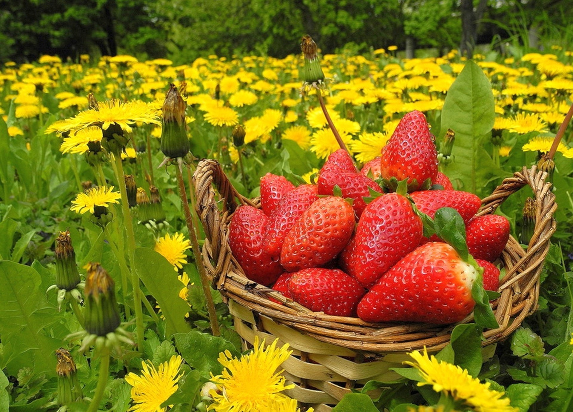 fiori fragole cestino