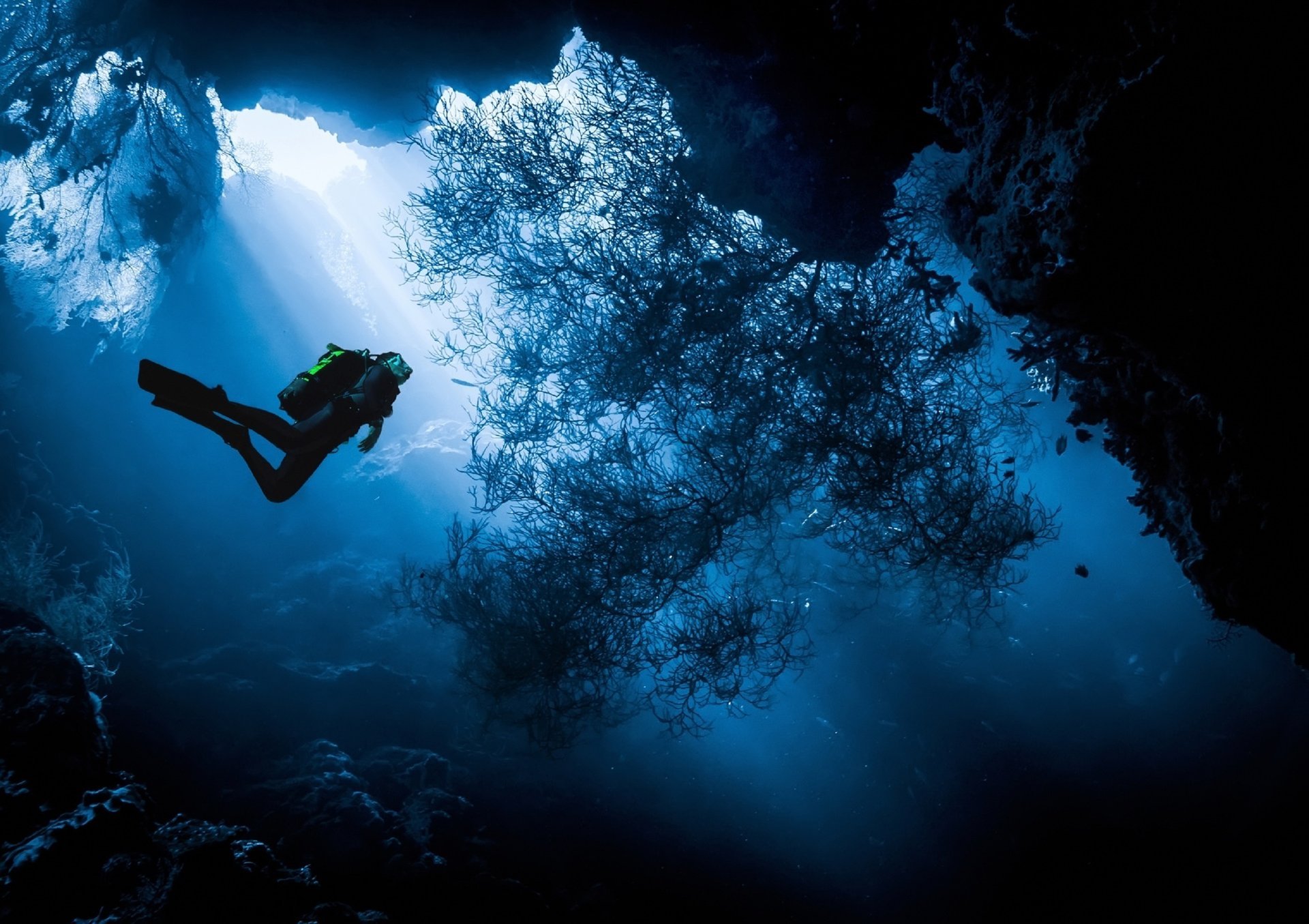 isola di menjangan indonesia immersioni