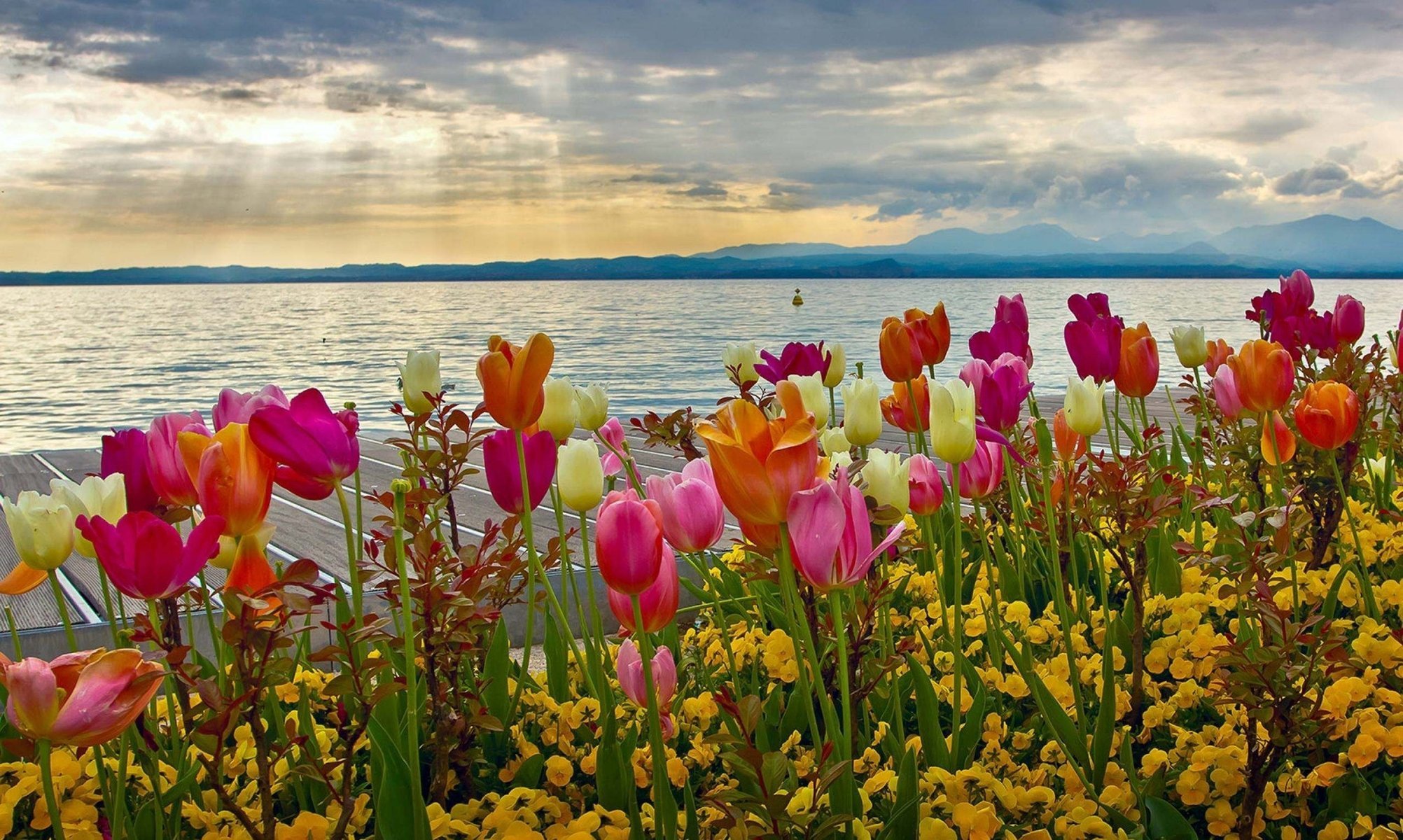 fiori natura primavera aiuola lago montagne tulipani