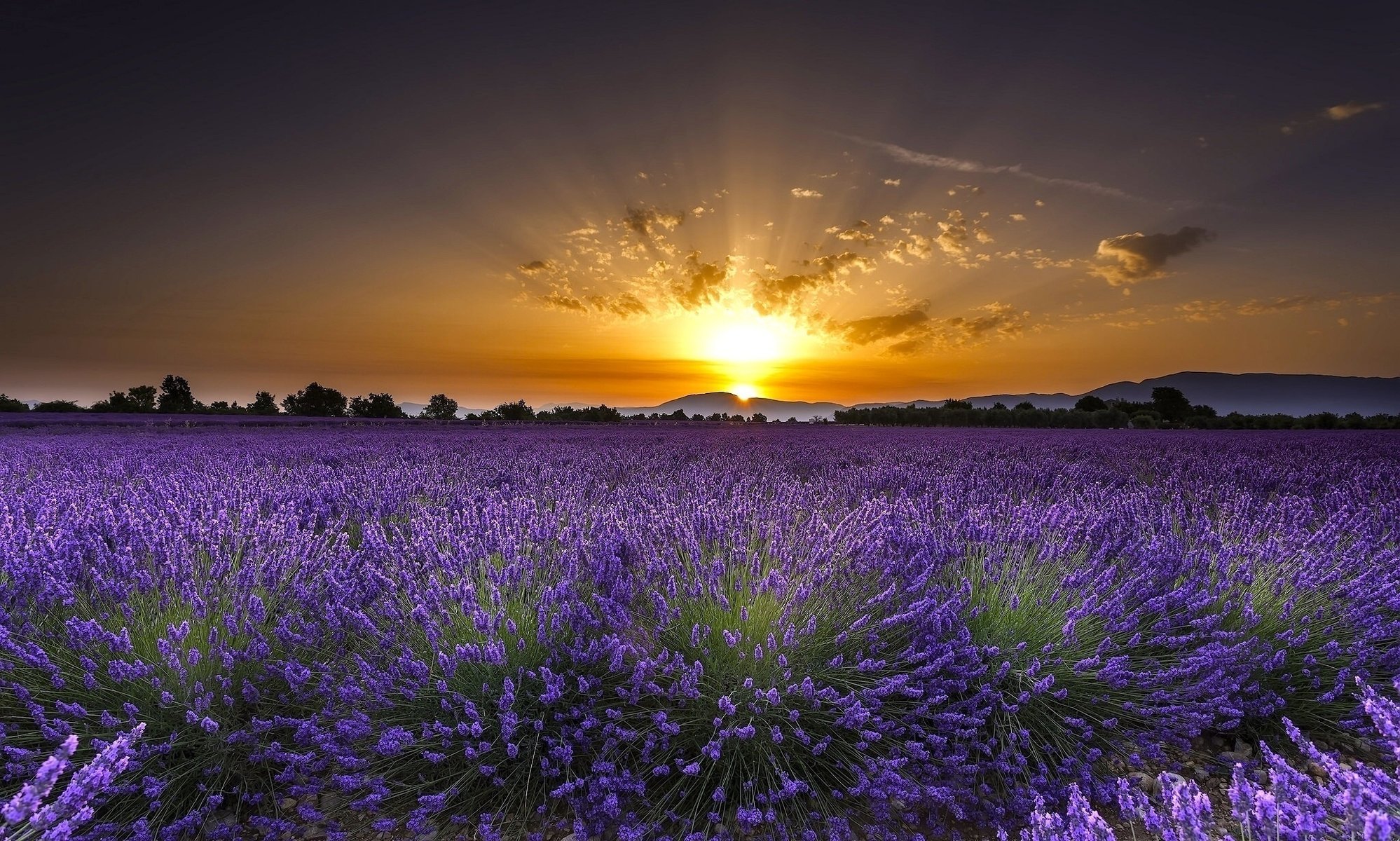 lavender flowers landscape