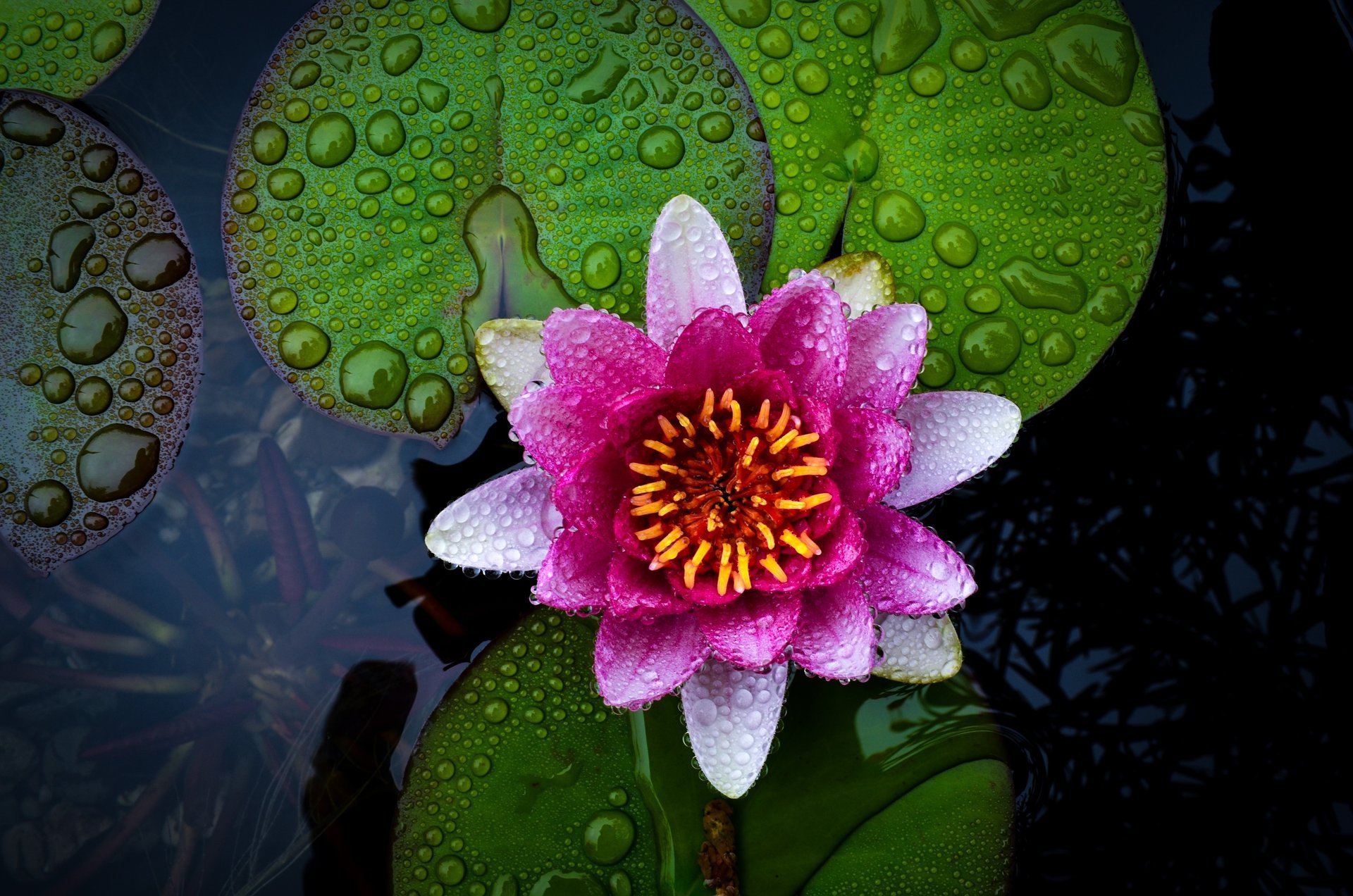 flor agua loto gotas hermoso