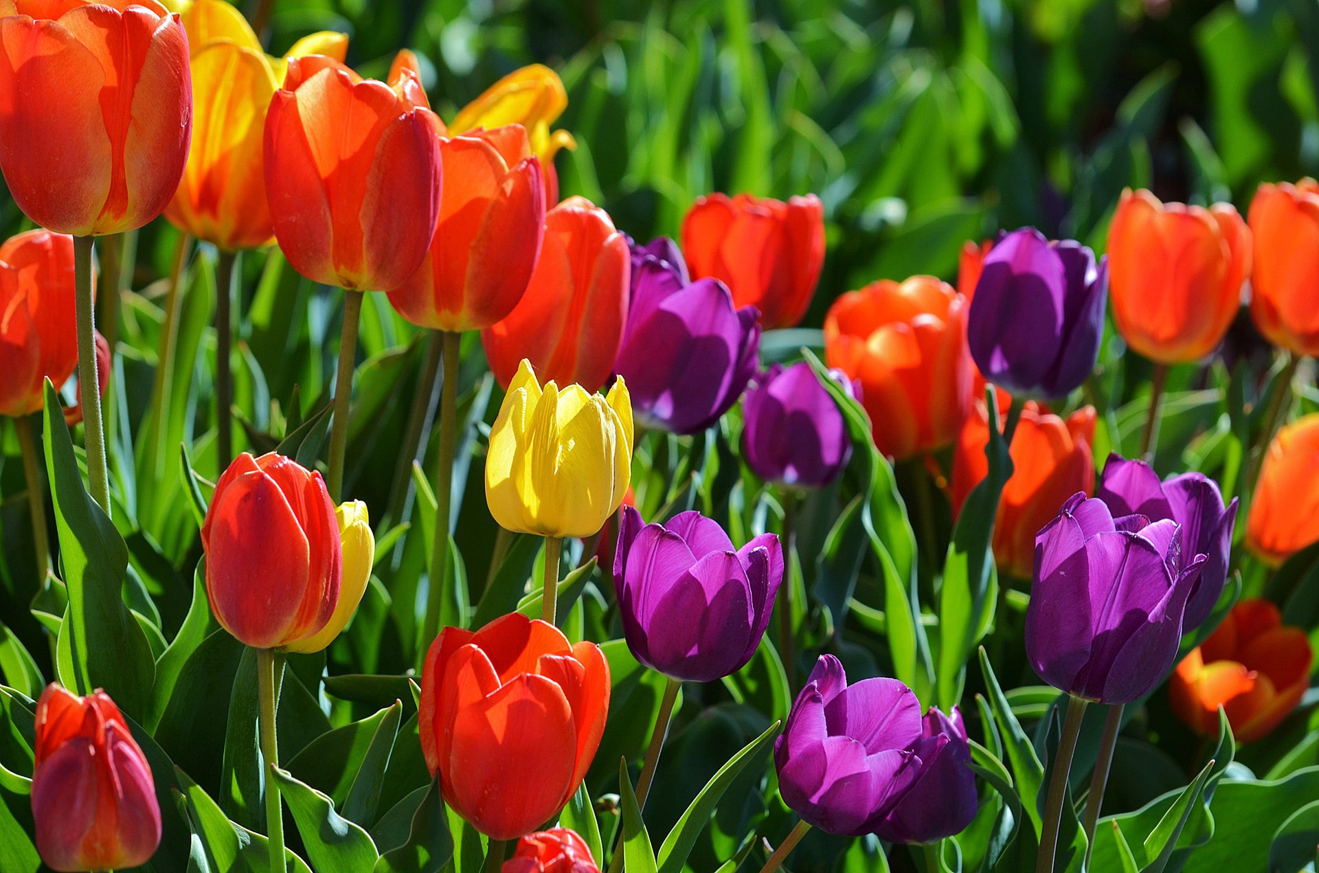 flores primavera tulipanes