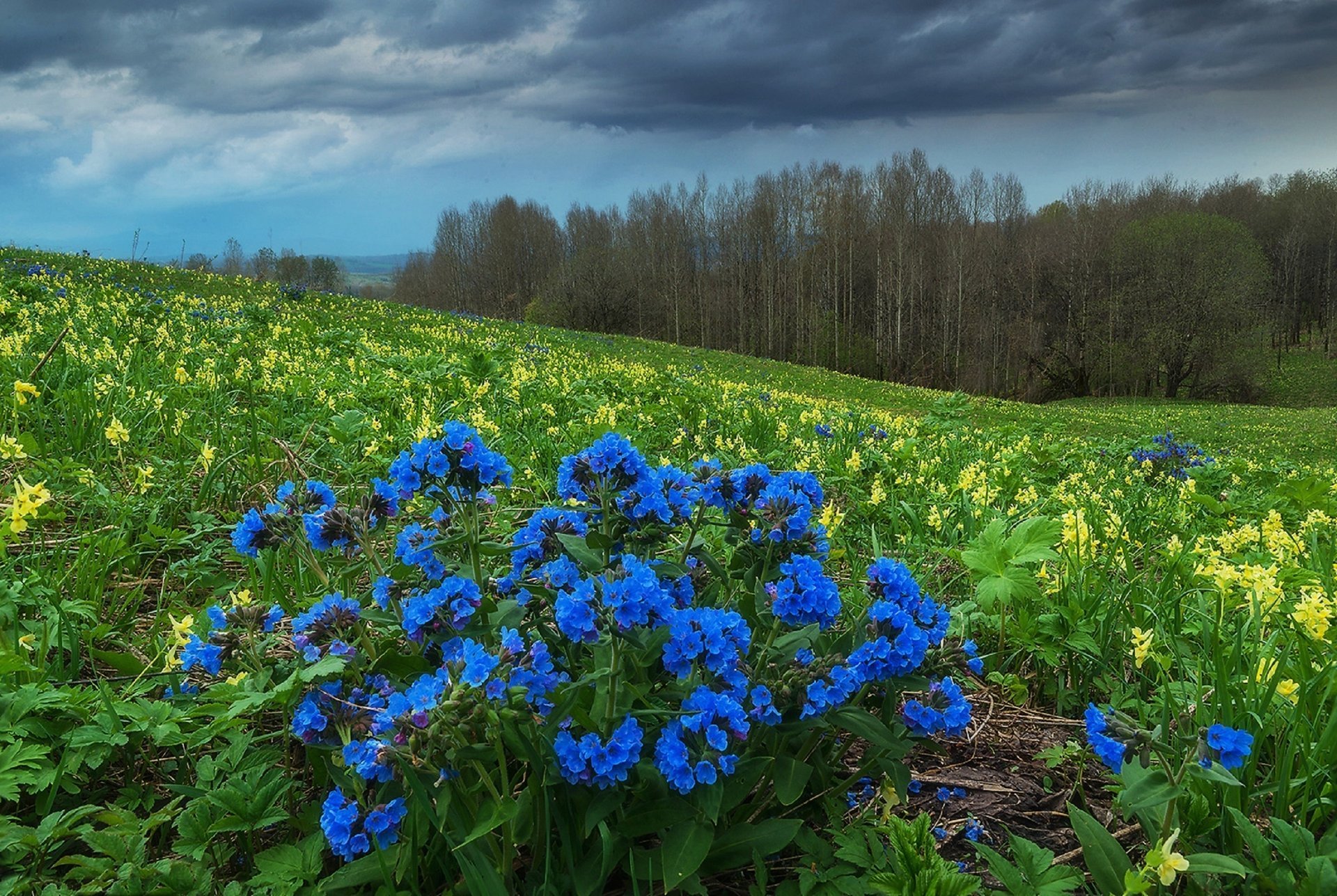 altay lungwort foothills siberia spring