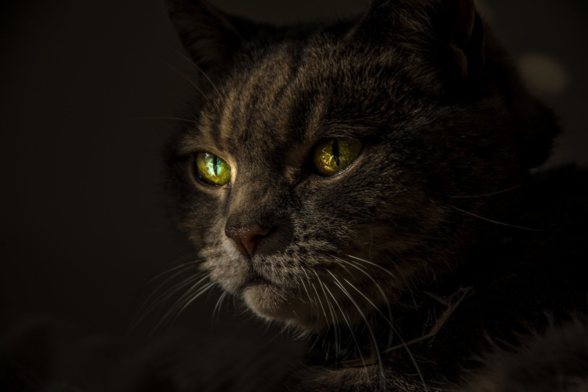 cat green eyes look mustache