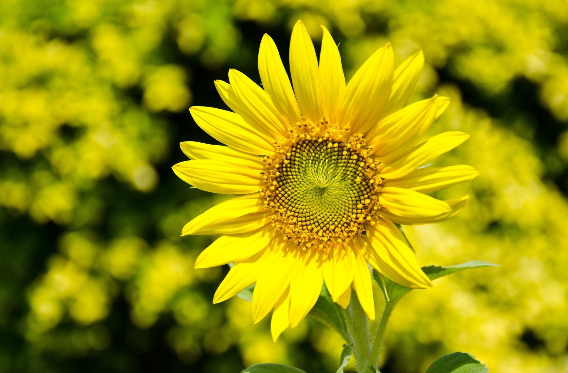 tournesol fleurs jaune pétales fleur flou