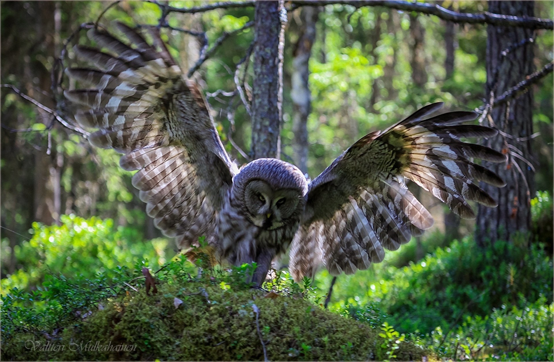 búho pájaro bosque naturaleza