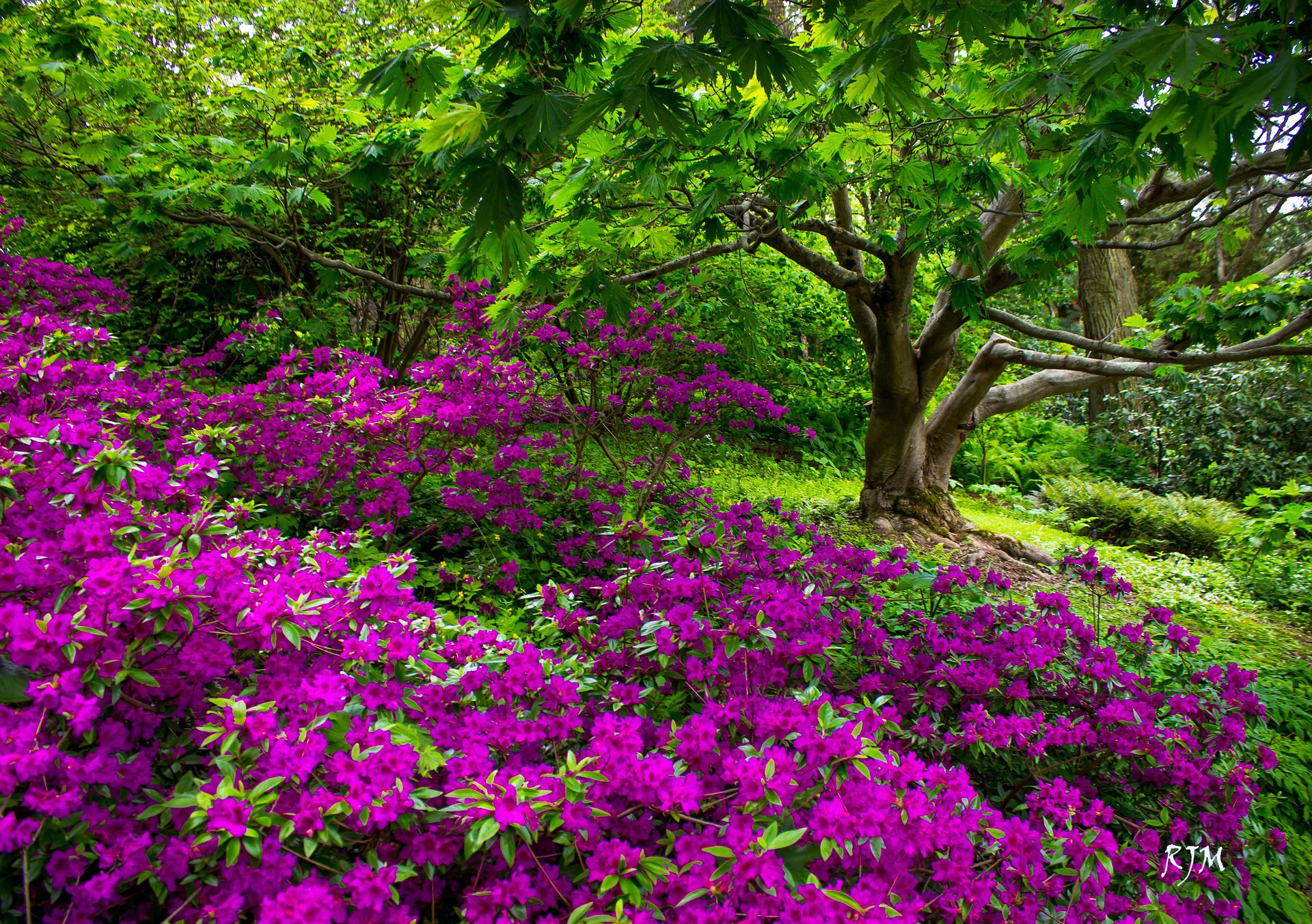 blumen park flora