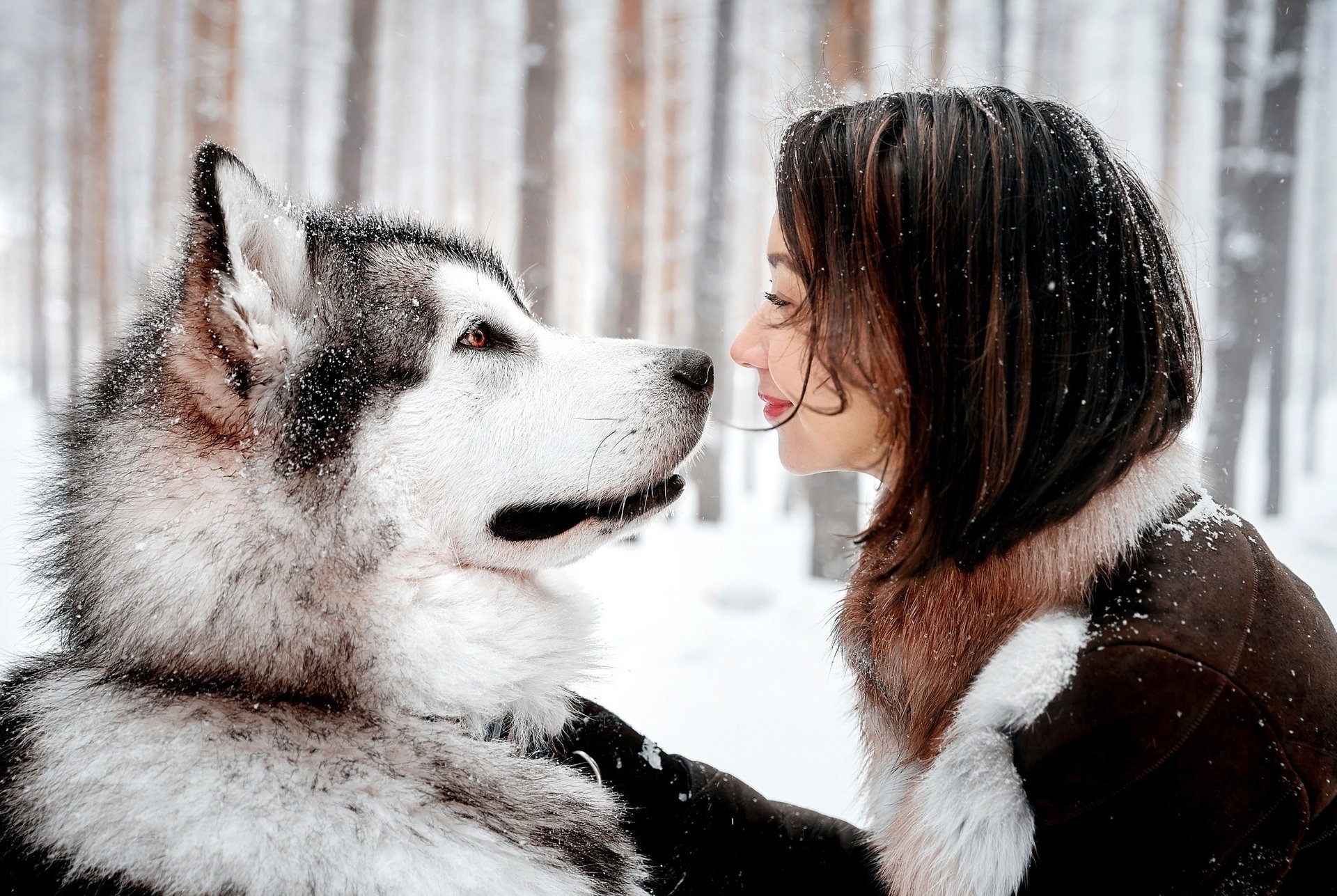 photo nature hiver chien husky fille positif amis