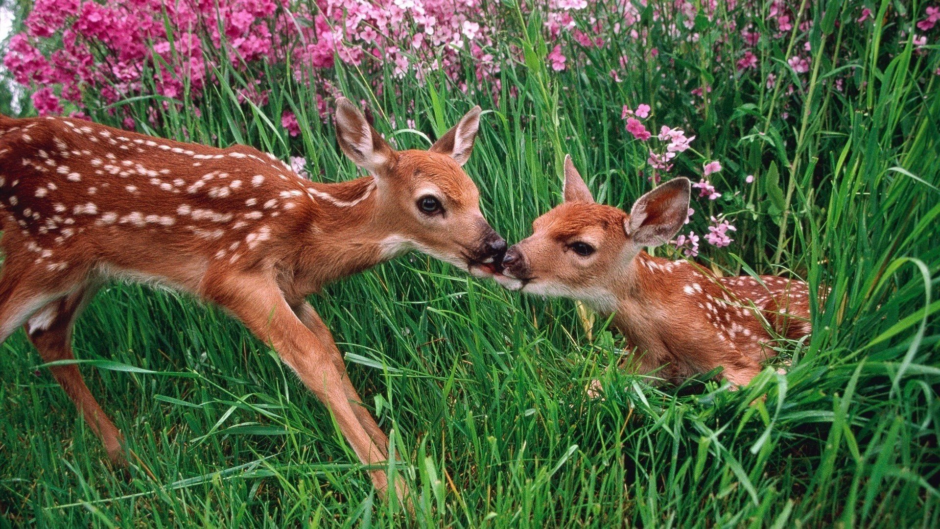 cerfs fleurs animaux forêt herbe