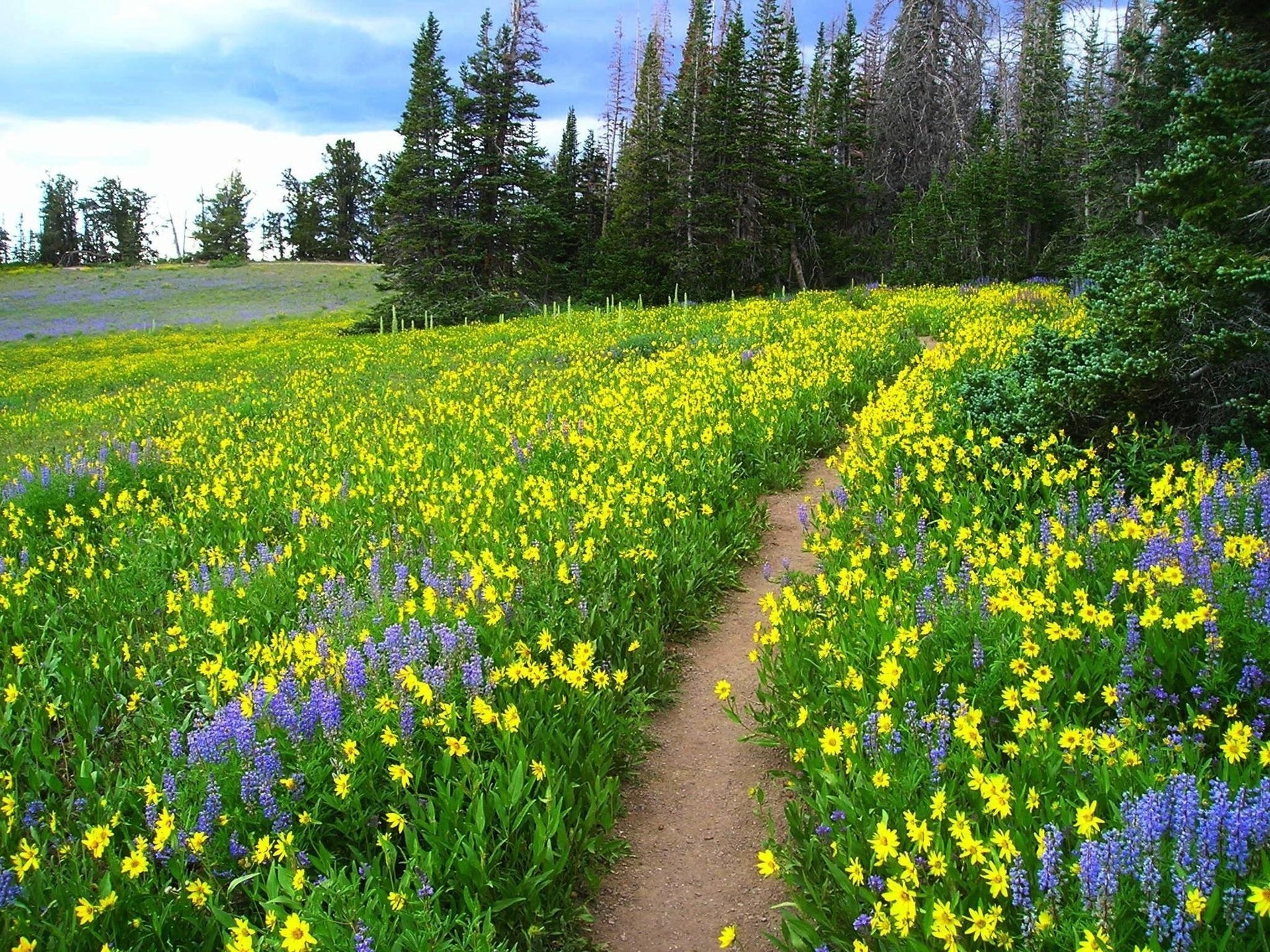 fiori foresta bello sentiero