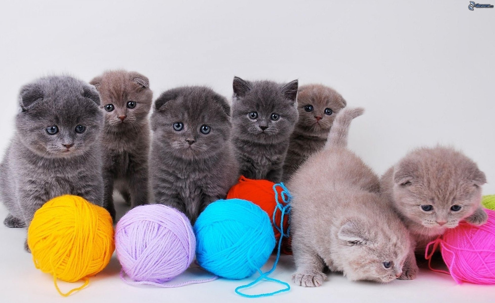 posing kittens kids white background cat beautiful british