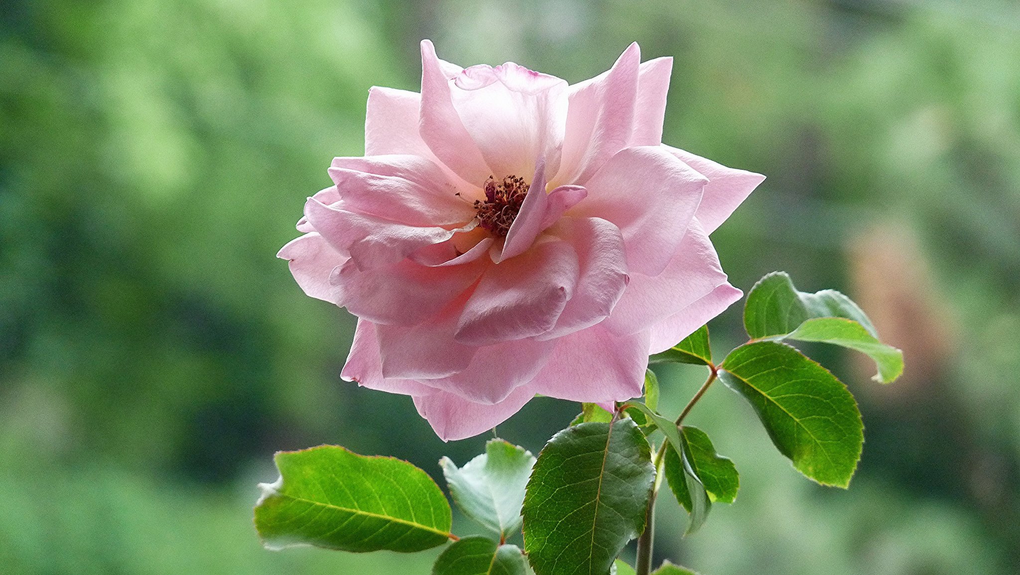 rose teestube blätter hintergrund rosa