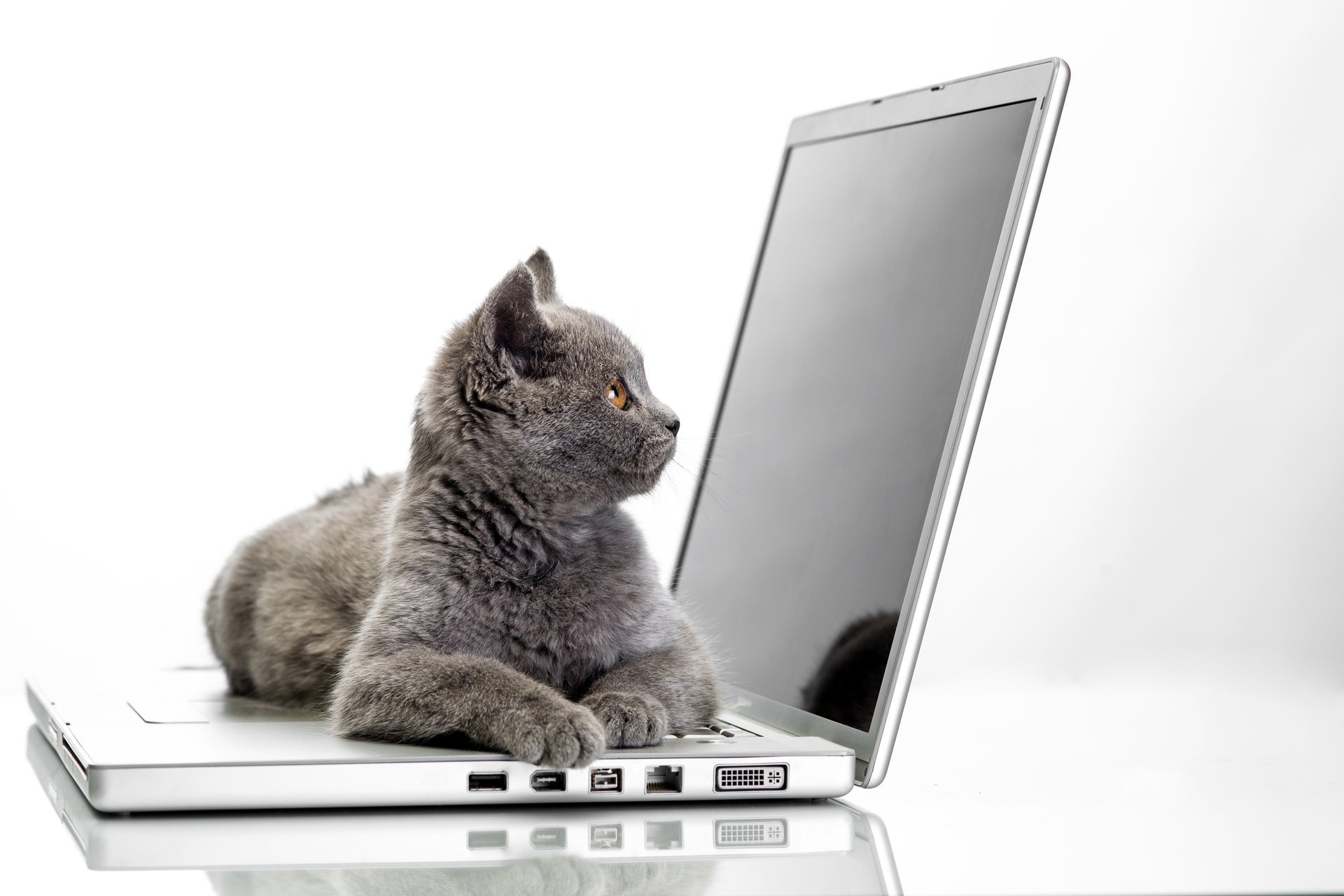 gatto laptop sfondo chiaro britannico in posa