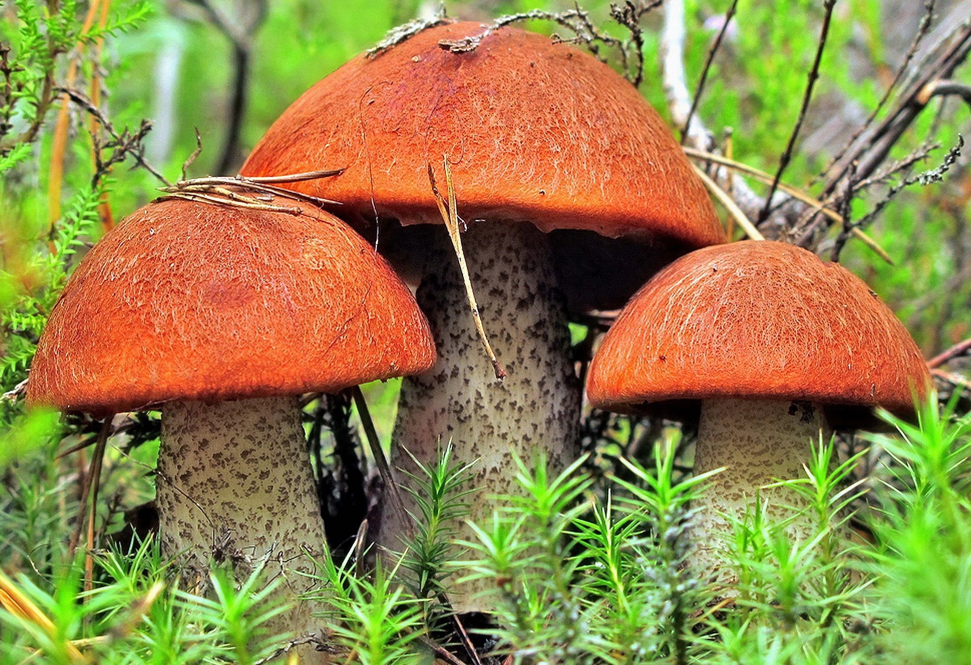 photo nature champignons