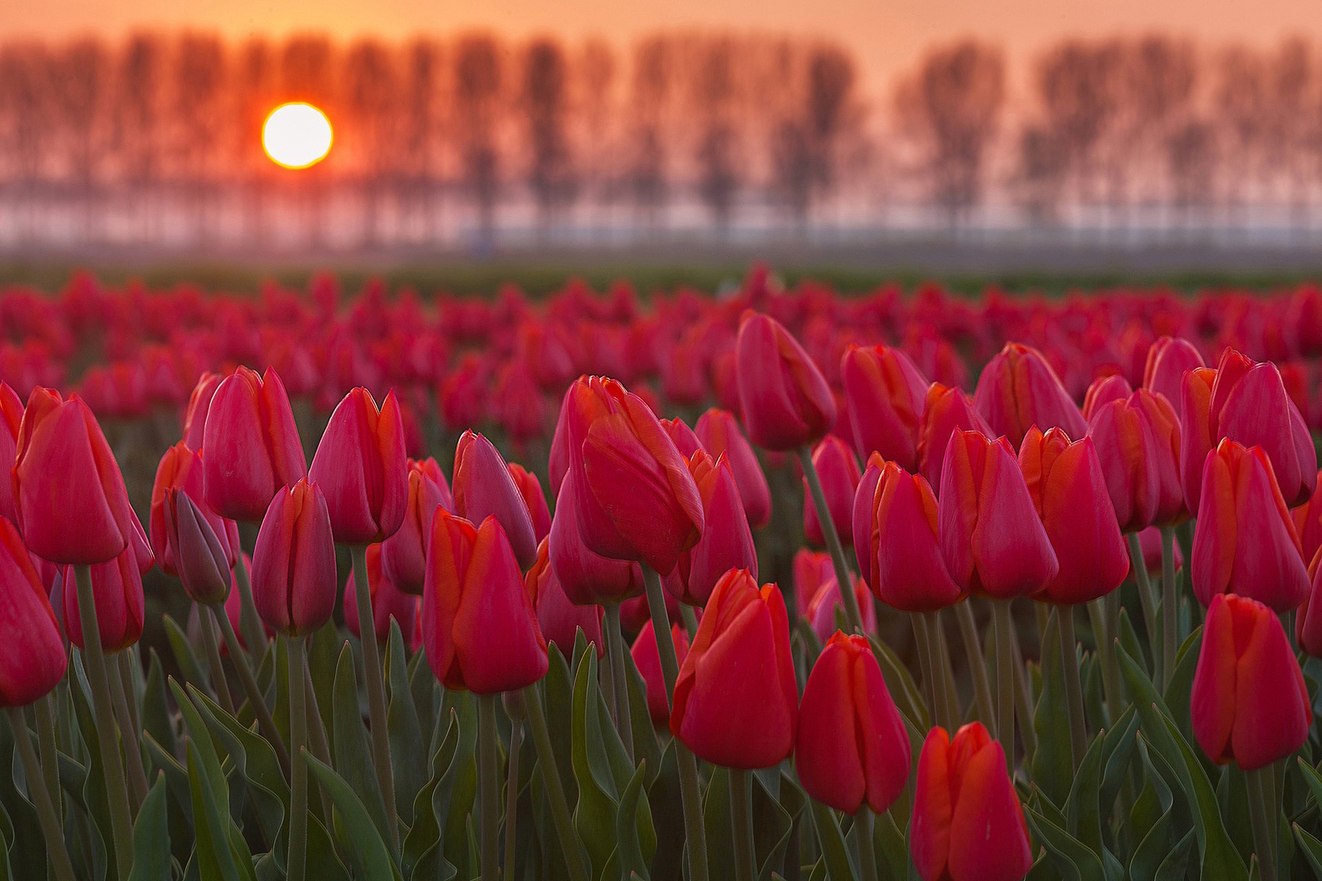 fiori tulipani campo sole tramonto