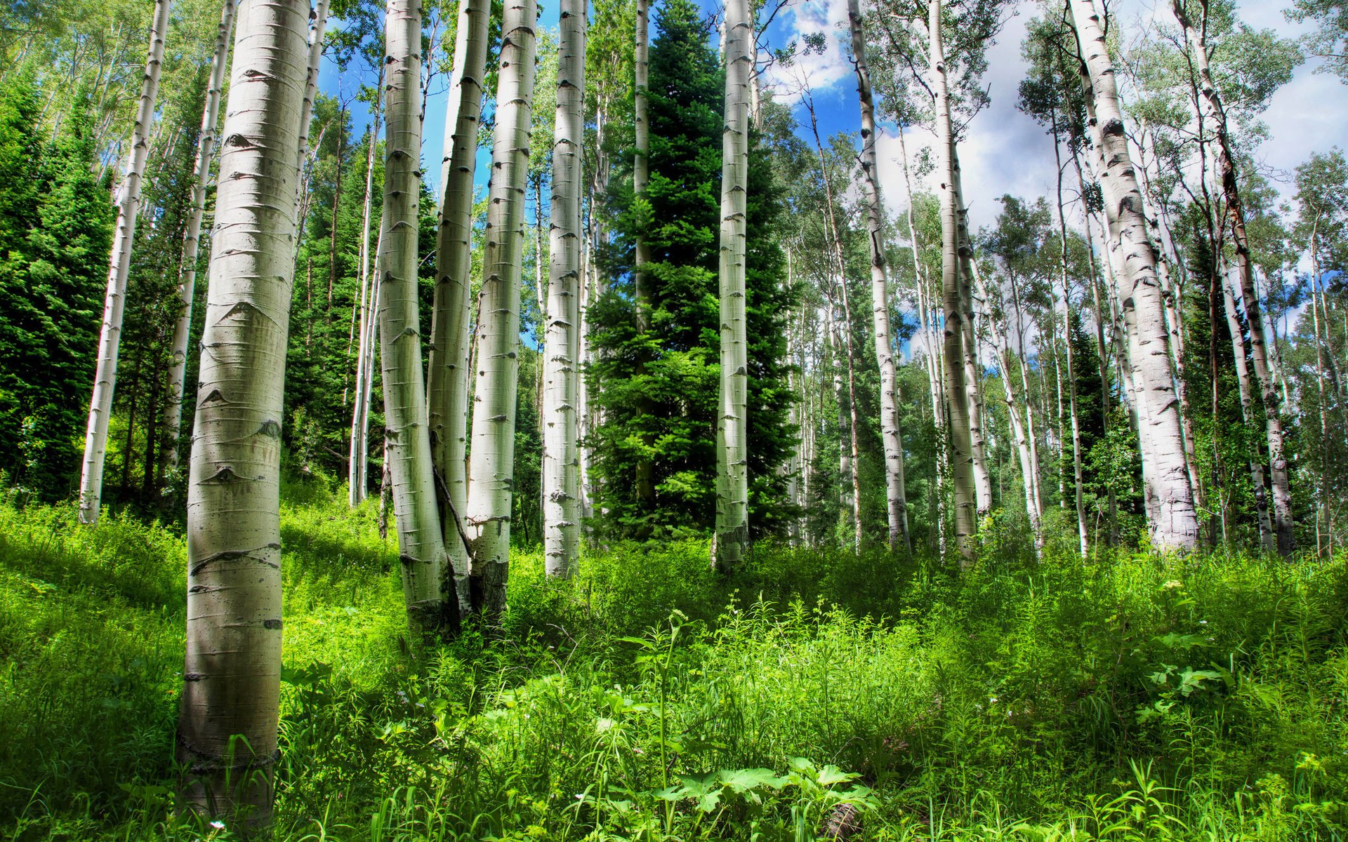 natura foresta bello alberi betulle