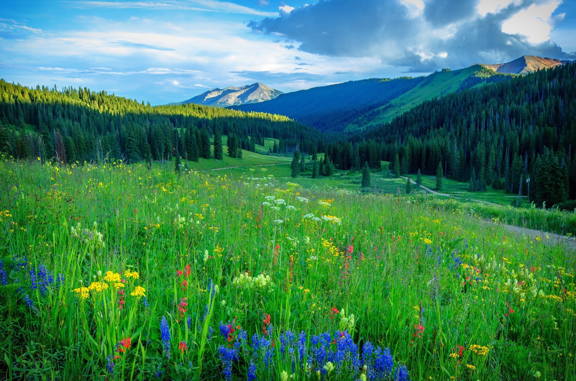 blumen feld berge bäume straße landschaft colorado