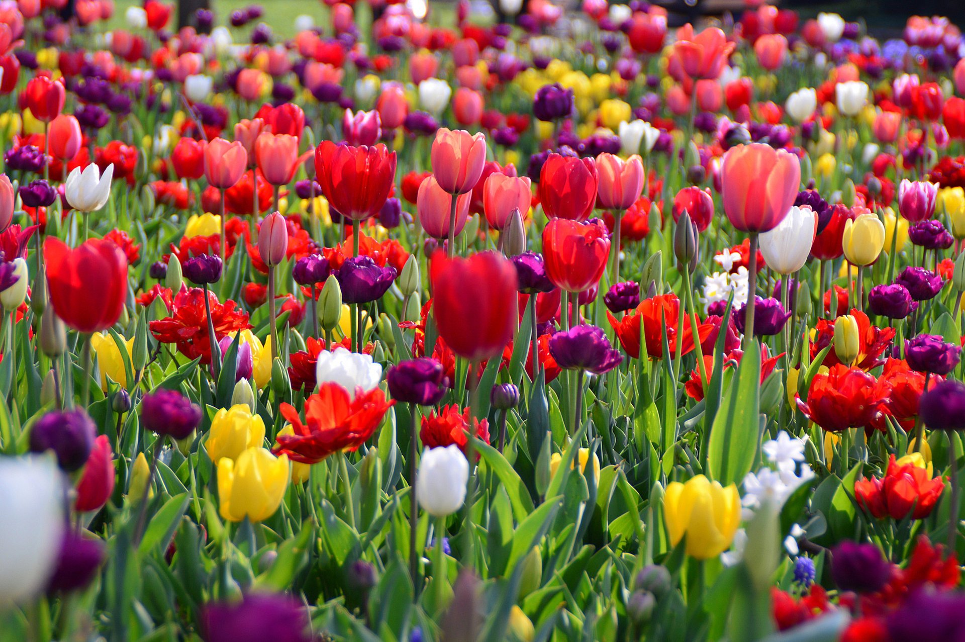 fleurs printemps tulipes