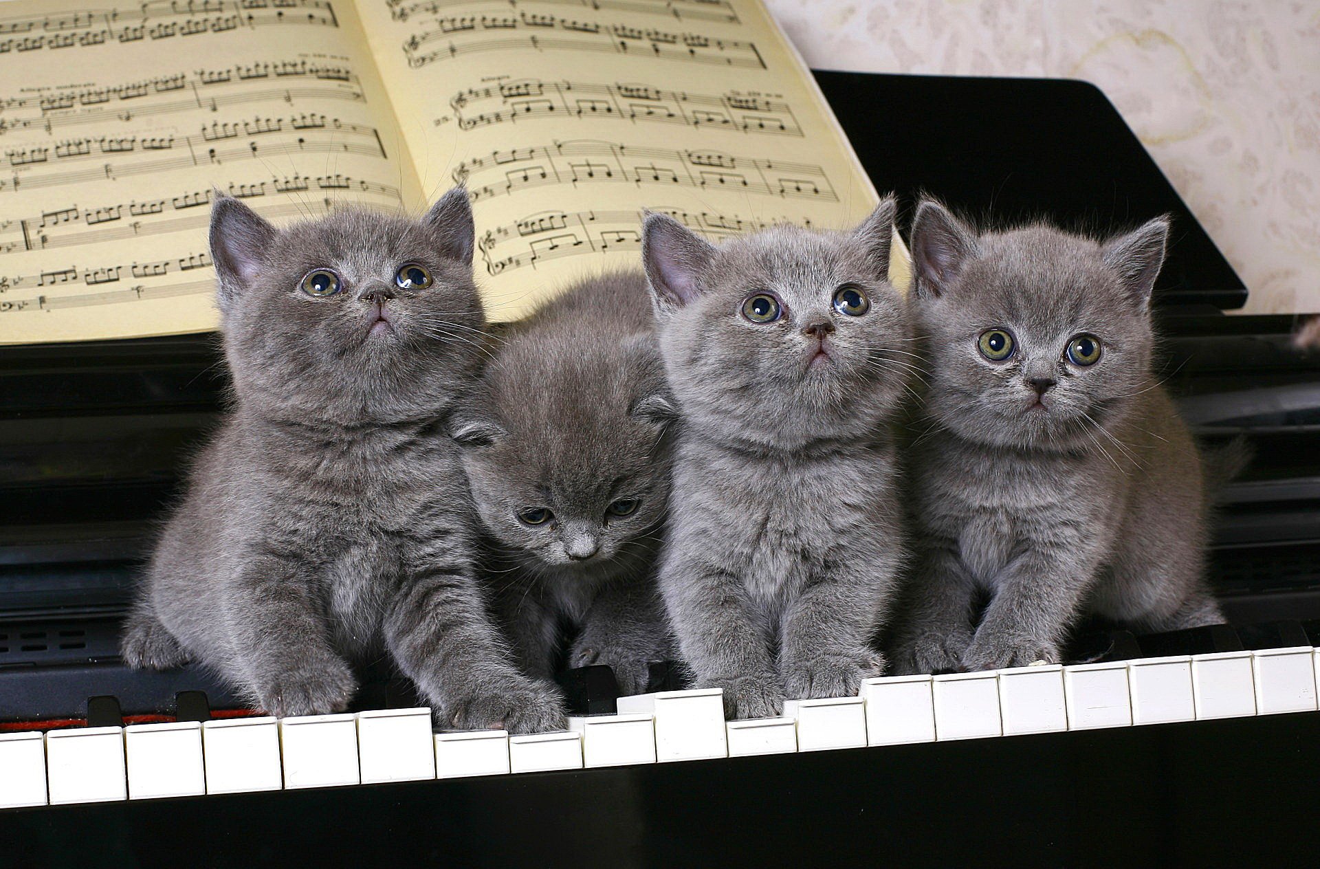 chatons britanniques musiciens piano touches notes