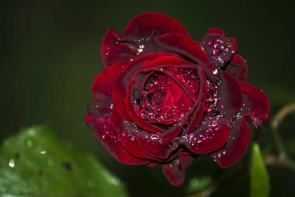 Macro shooting of a rose with water drops