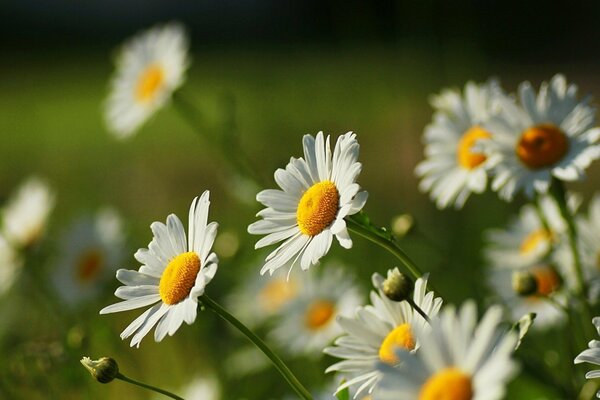 Daisies with a blurry background