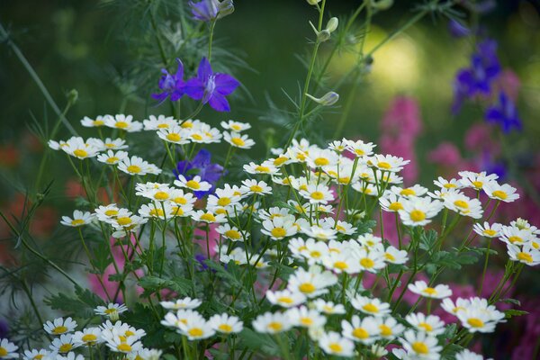 Wildflowers on a blurry green-yellow background