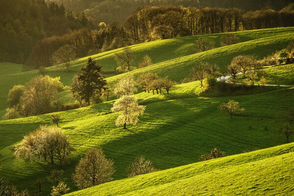 Collines vertes au printemps. Floraison