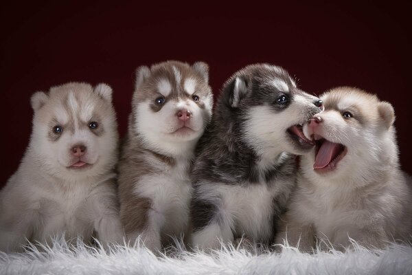 Cuatro cachorros aprenden el arte de la sesión de fotos