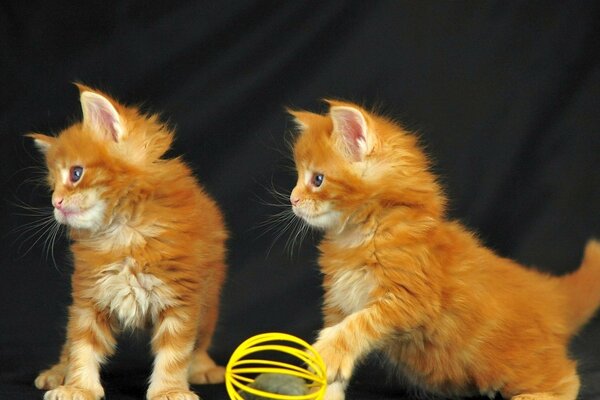 A pair of red kittens playing