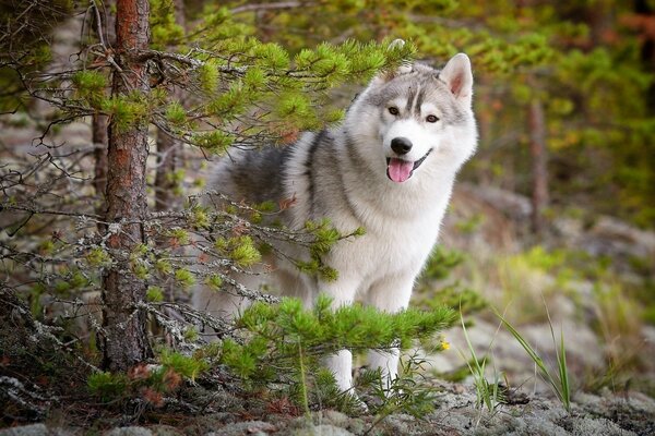 La mirada curiosa de un perro por detrás del árbol de Navidad