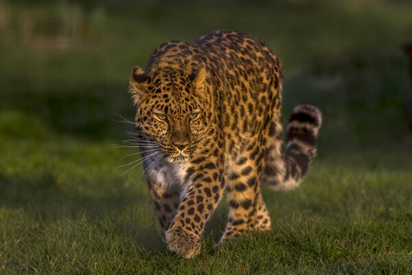 Beautiful, gorgeous wild kitty