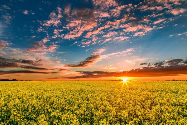 Spring nature field at sunset