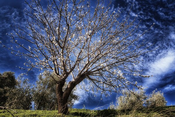 Bright blue sky. A budding tree