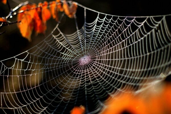 Toile d araignée blanche sur les branches d automne