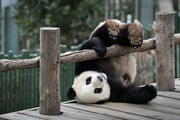 Panda Bär Zoo spielt