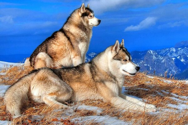 Los perros miran a lo lejos desde la cima de la montaña