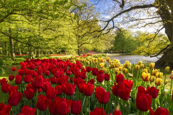 Spring in the park. Yellow and red tulips