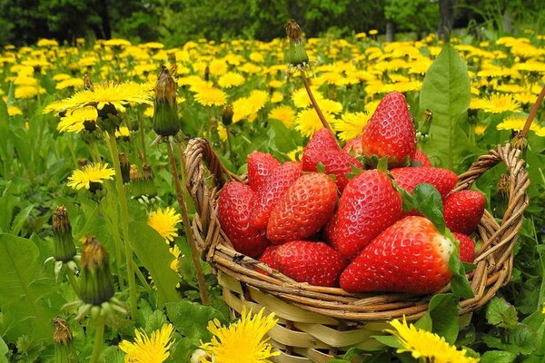 Strawberries in a basket on a background of flowers