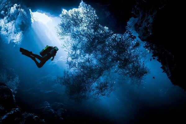 La hermosa isla de Menjangan en Indonesia es famosa por el buceo