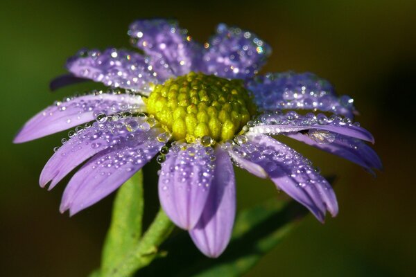 Beautiful photo of a flower covered with dew