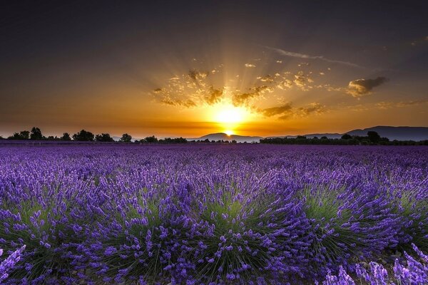 Landschaft mit Lavendelblüten bei Sonnenuntergang