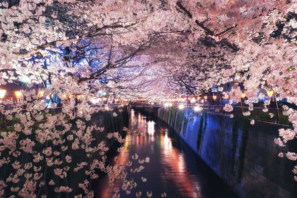 Fiori di ciliegio di notte sul canale