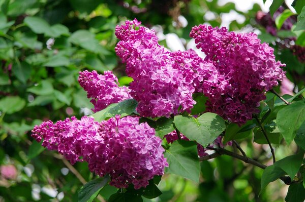 Seren en los jardines botánicos de la ciudad de Kiev