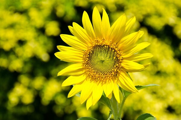 Flor de girasol sobre fondo borroso