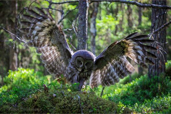 Hibou battant les ailes de la forêt