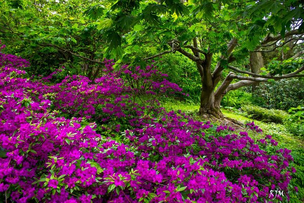 Le parc fleuri est un conte de fées en réalité!