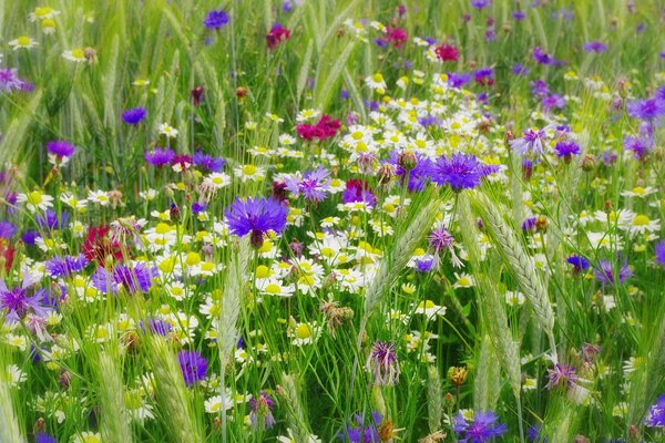 Wildflowers among green grass