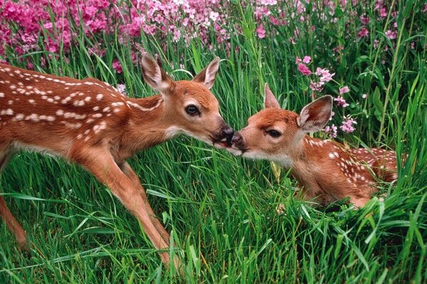 Bambi auf einer traumhaft schönen Wiese