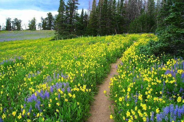 A beautiful path on the road to the forest